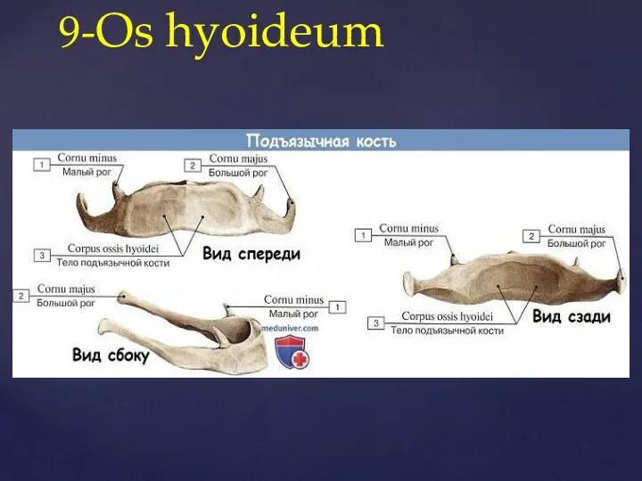 9-Os hyoideum