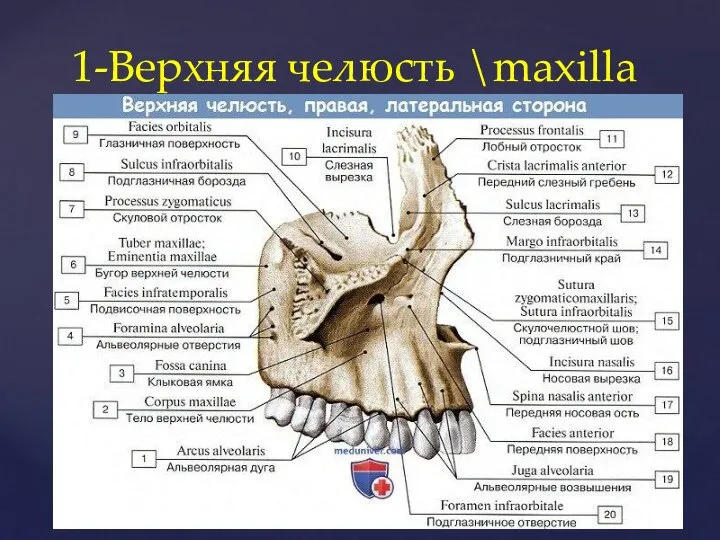 1-Верхняя челюсть \maxilla