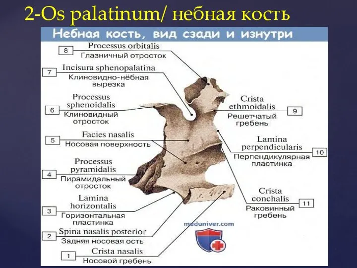 2-Os palatinum/ небная кость