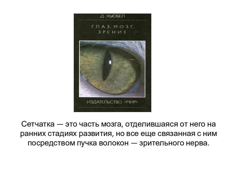 Сетчатка — это часть мозга, отделившаяся от него на ранних стадиях развития,