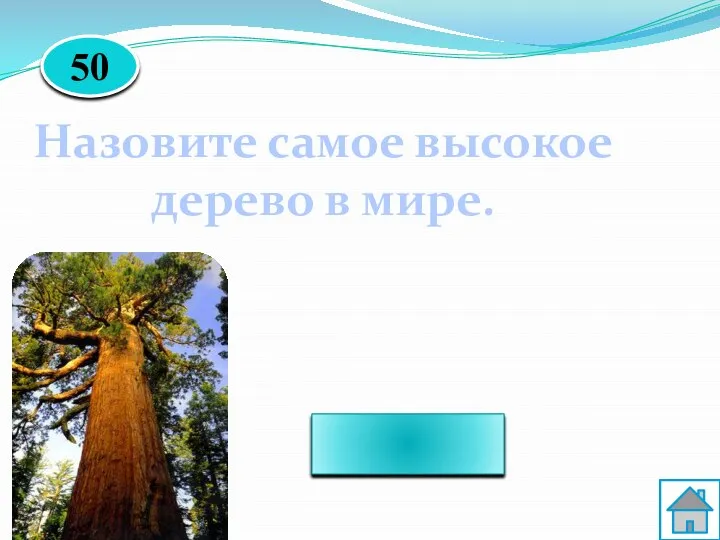 Секвойя Назовите самое высокое дерево в мире. 50