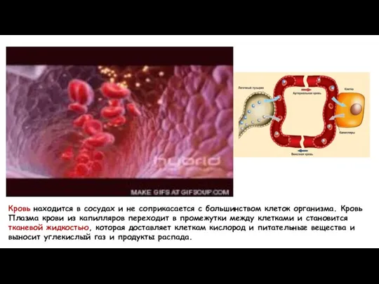 Кровь находится в сосудах и не соприкасается с большинством клеток организма. Кровь