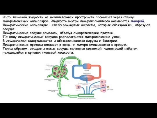 Часть тканевой жидкости из межклеточных пространств проникает через стенку лимфатических капилляров. Жидкость