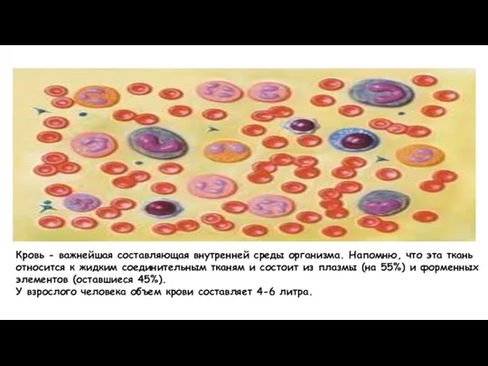 Кровь - важнейшая составляющая внутренней среды организма. Напомню, что эта ткань относится