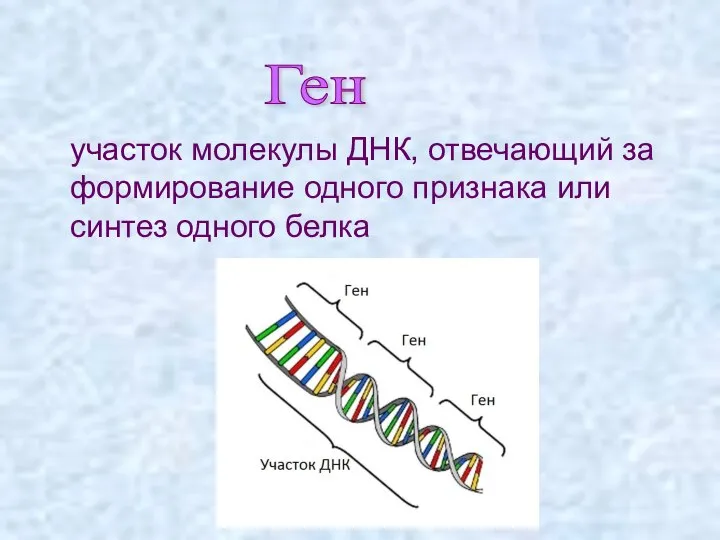 участок молекулы ДНК, отвечающий за формирование одного признака или синтез одного белка Ген
