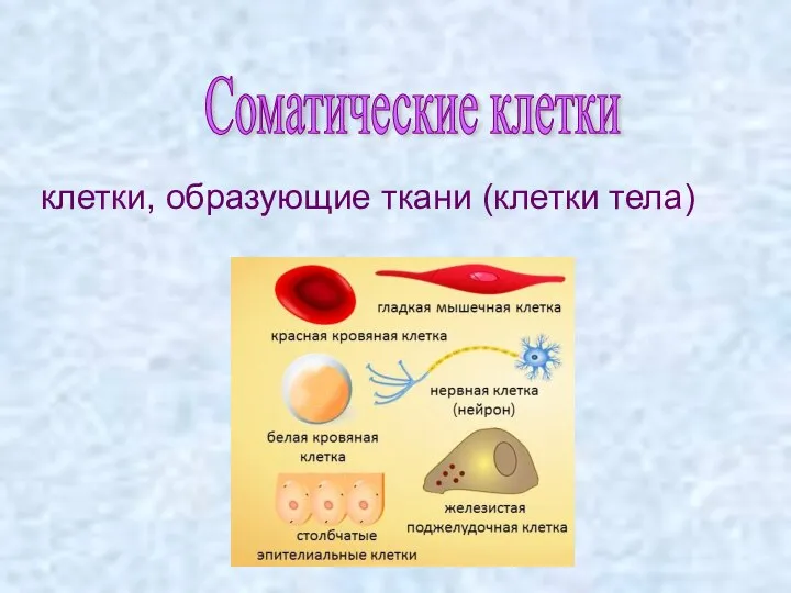 клетки, образующие ткани (клетки тела) Соматические клетки