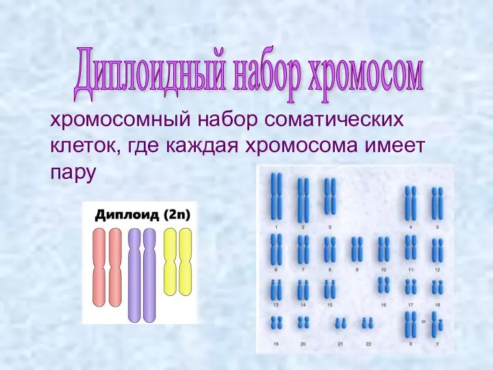 хромосомный набор соматических клеток, где каждая хромосома имеет пару Диплоидный набор хромосом