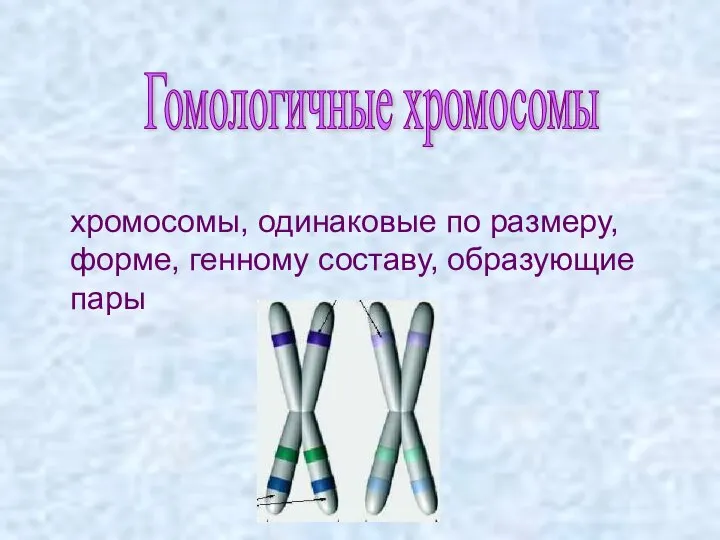 хромосомы, одинаковые по размеру, форме, генному составу, образующие пары Гомологичные хромосомы
