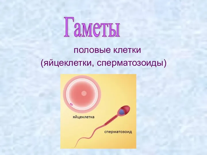 половые клетки (яйцеклетки, сперматозоиды) Гаметы