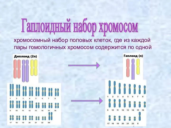 хромосомный набор половых клеток, где из каждой пары гомологичных хромосом содержится по одной Гаплоидный набор хромосом