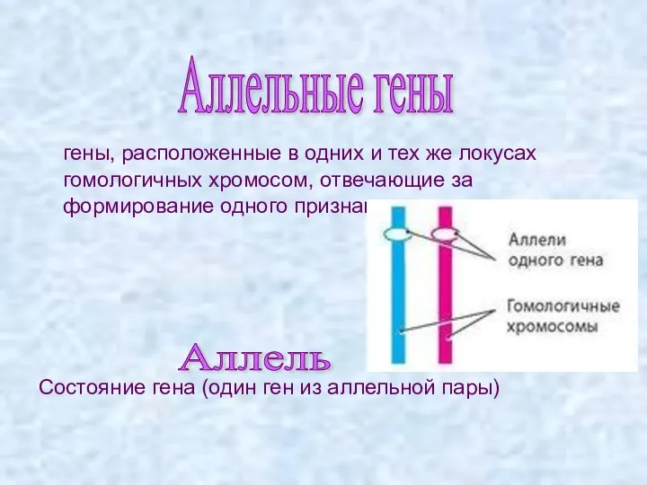 гены, расположенные в одних и тех же локусах гомологичных хромосом, отвечающие за