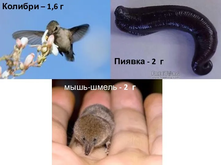 Пиявка - 2 г мышь-шмель - 2 г Колибри – 1,6 г