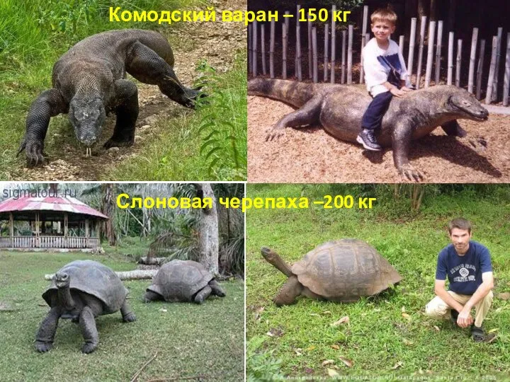Комодский варан – 150 кг Слоновая черепаха –200 кг