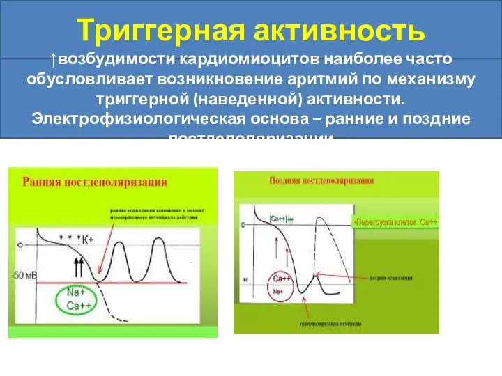 Триггерная активность ↑возбудимости кардиомиоцитов наиболее часто обусловливает возникновение аритмий по механизму триггерной