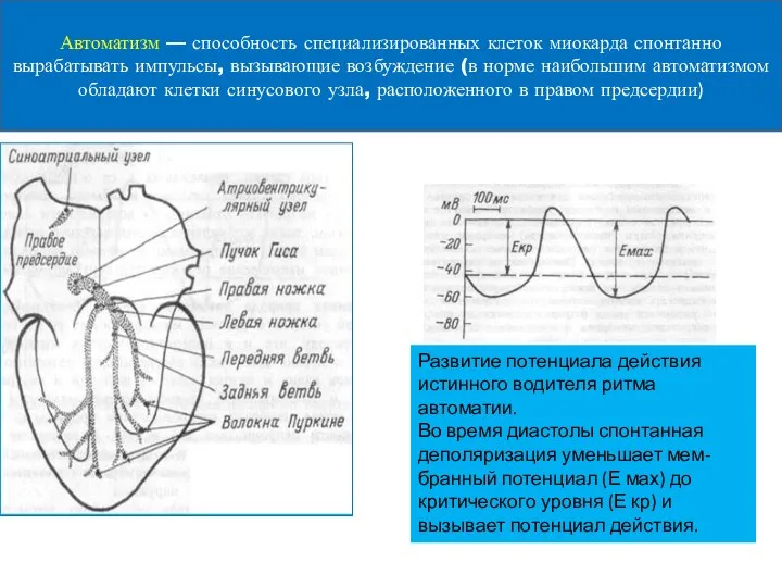 Автоматизм — способность специализированных клеток миокарда спонтанно вырабатывать импульсы, вызывающие возбуждение (в