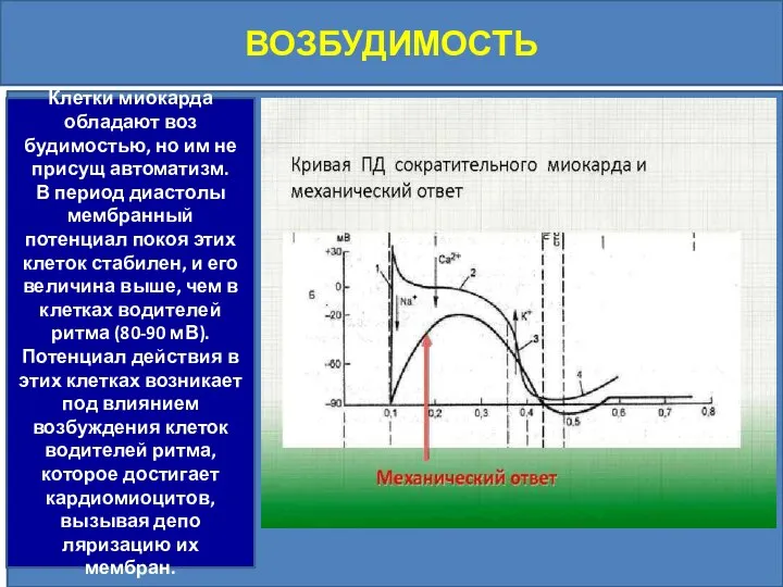 ВОЗБУДИМОСТЬ Клетки миокарда обладают воз­будимостью, но им не присущ автоматизм. В период