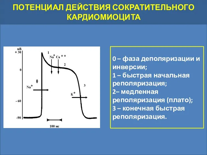 ПОТЕНЦИАЛ ДЕЙСТВИЯ СОКРАТИТЕЛЬНОГО КАРДИОМИОЦИТА 0 – фаза деполяризации и инверсии; 1 –