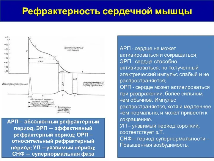 Рефрактерность сердечной мышцы АРП— абсолютный рефрактерный период; ЭРП — эффективный рефрактерный период;