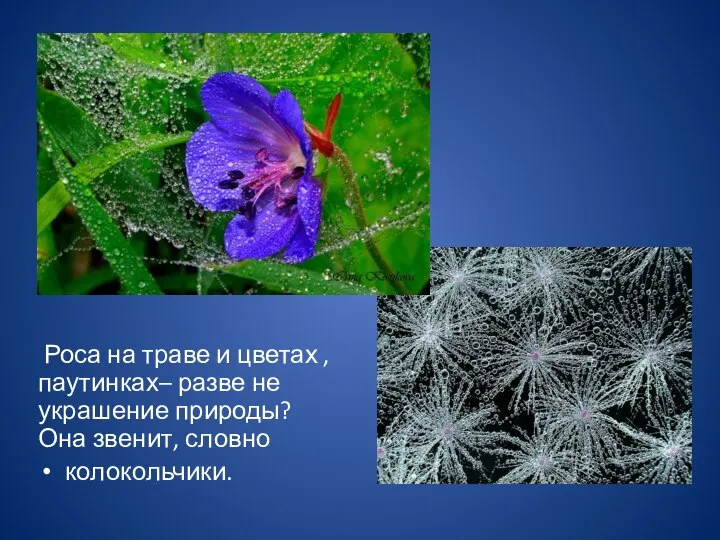 Роса на траве и цветах , паутинках– разве не украшение природы? Она звенит, словно колокольчики.