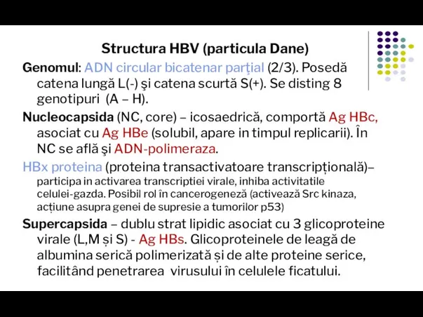 Structura HBV (particula Dane) Genomul: ADN circular bicatenar parţial (2/3). Posedă catena