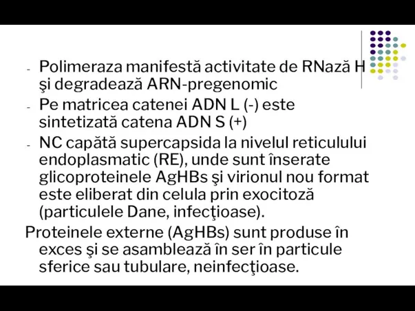 Polimeraza manifestă activitate de RNază H şi degradează ARN-pregenomic Pe matricea catenei