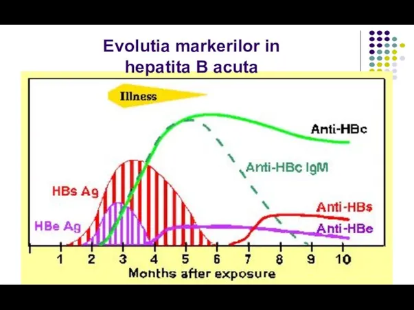 Viral antigens: Evolutia markerilor in hepatita B acuta