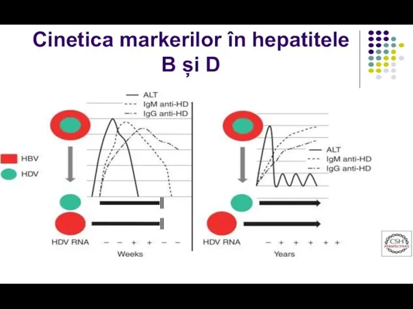 Cinetica markerilor în hepatitele B și D