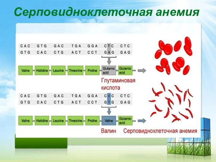 Серповидноклеточная анемия