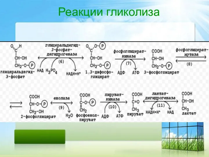 Реакции гликолиза