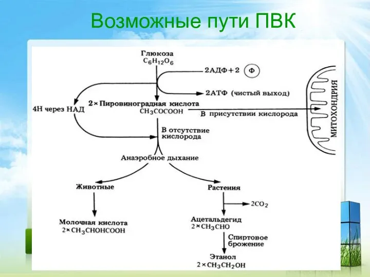 Возможные пути ПВК