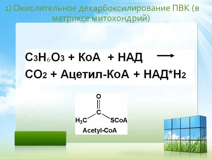 1) Окислительное декарбоксилирование ПВК (в матриксе митохондрий)