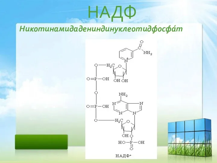 НАДФ Никотинамидадениндинуклеотидфосфа́т