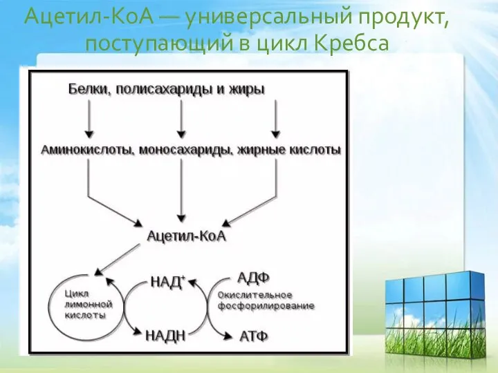 Ацетил-КоА — универсальный продукт, поступающий в цикл Кребса