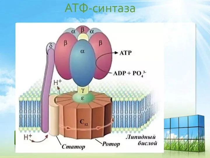 АТФ-синтаза