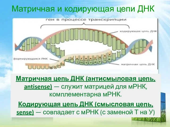 Матричная и кодирующая цепи ДНК Матричная цепь ДНК (антисмыловая цепь, antisense) —