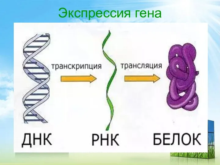 Экспрессия гена