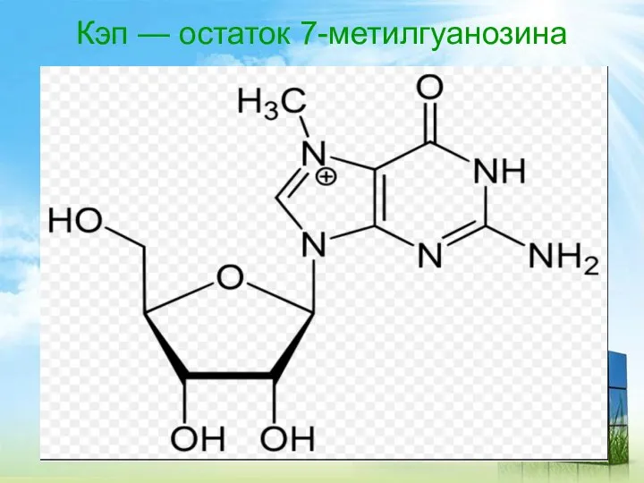 Кэп — остаток 7-метилгуанозина