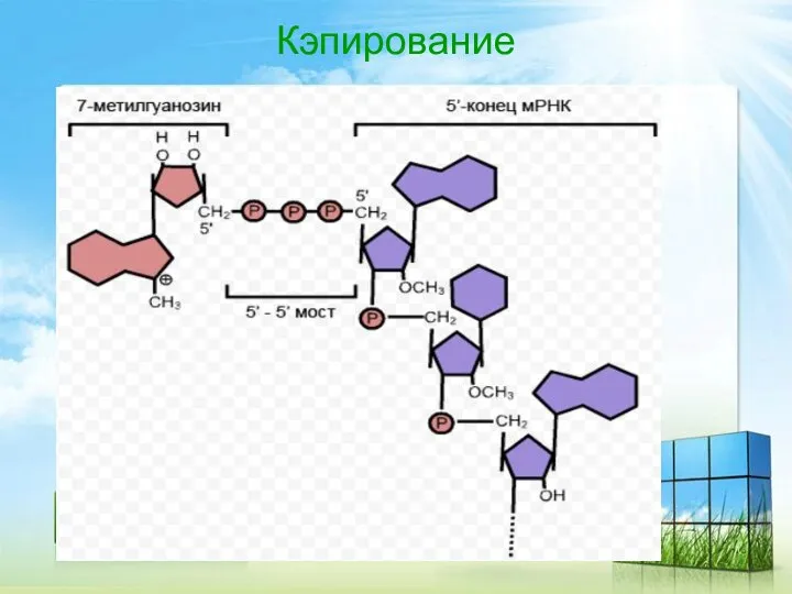 Кэпирование