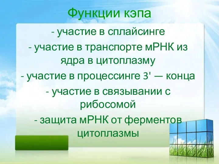 Функции кэпа - участие в сплайсинге - участие в транспорте мРНК из