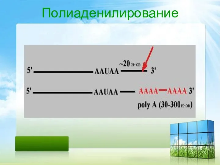 Полиаденилирование