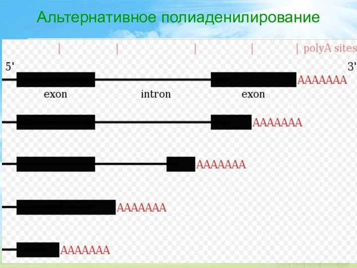 Альтернативное полиаденилирование