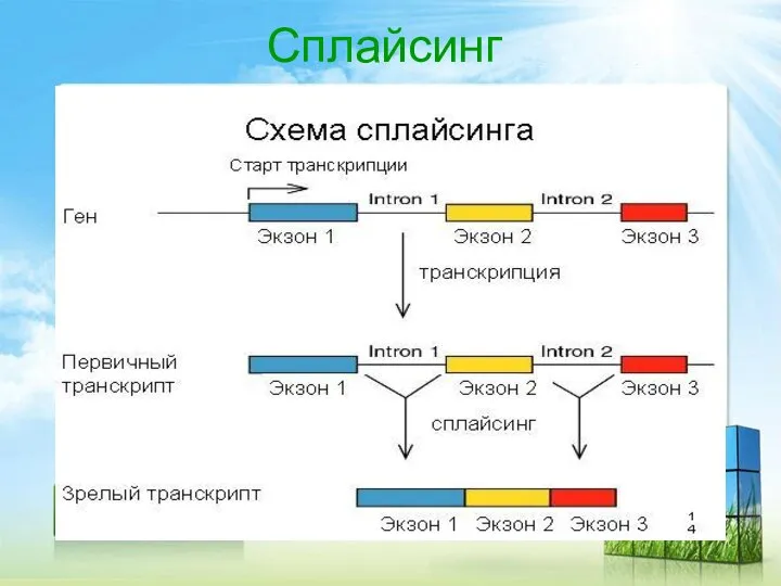 Сплайсинг