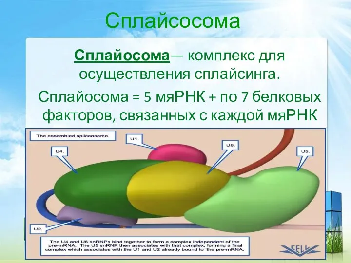 Сплайсосома Сплайосома— комплекс для осуществления сплайсинга. Сплайосома = 5 мяРНК + по