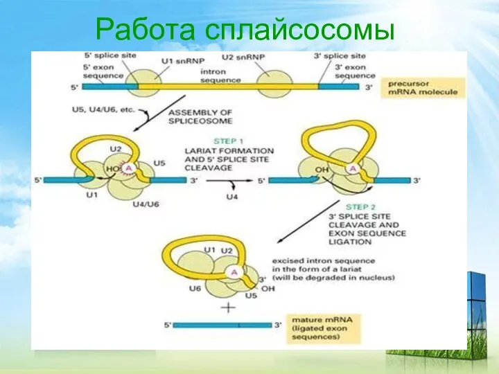 Работа сплайсосомы