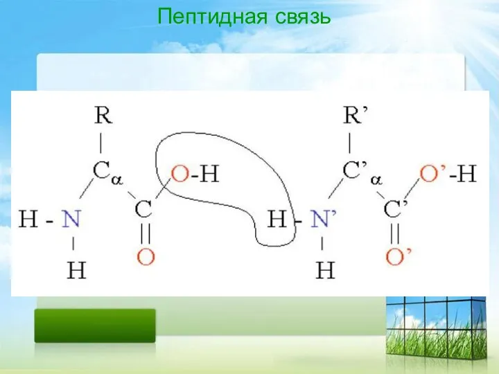 Пептидная связь