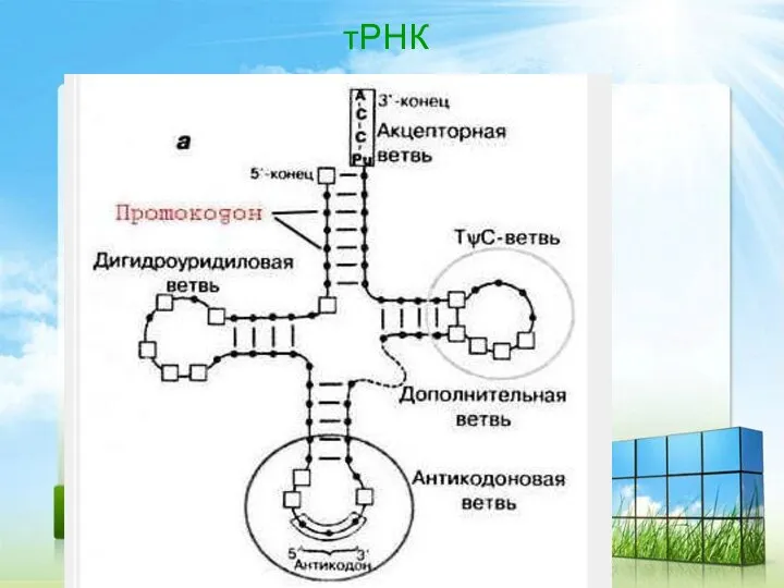 тРНК