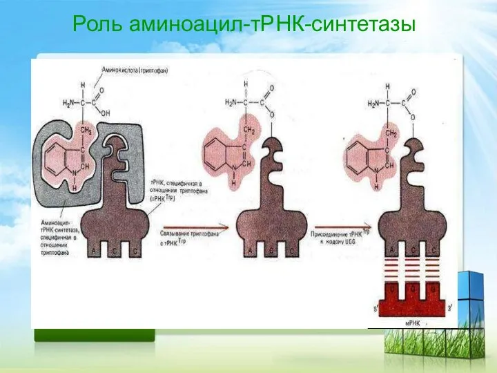 Роль аминоацил-тРНК-синтетазы