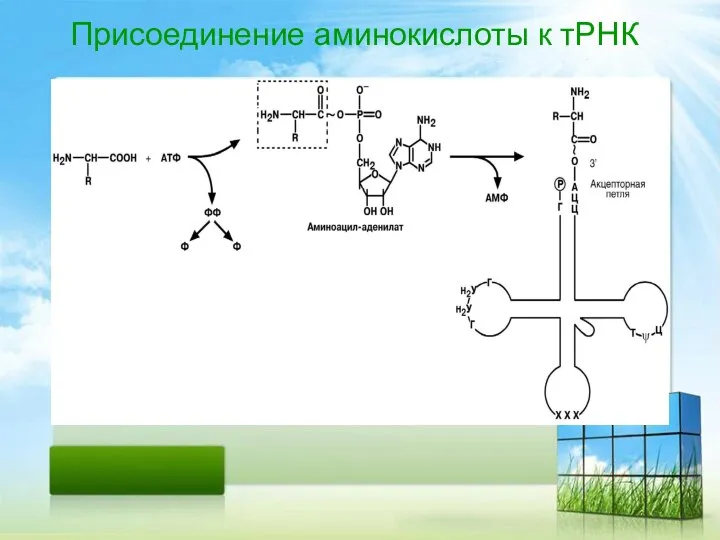 Присоединение аминокислоты к тРНК