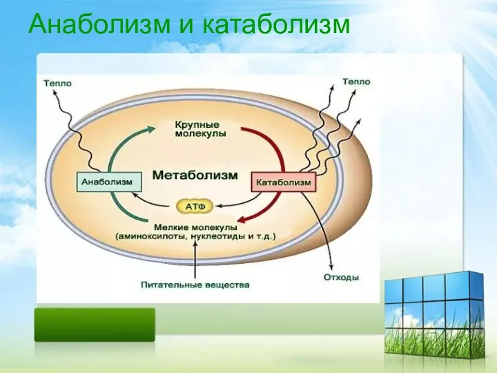 Анаболизм и катаболизм