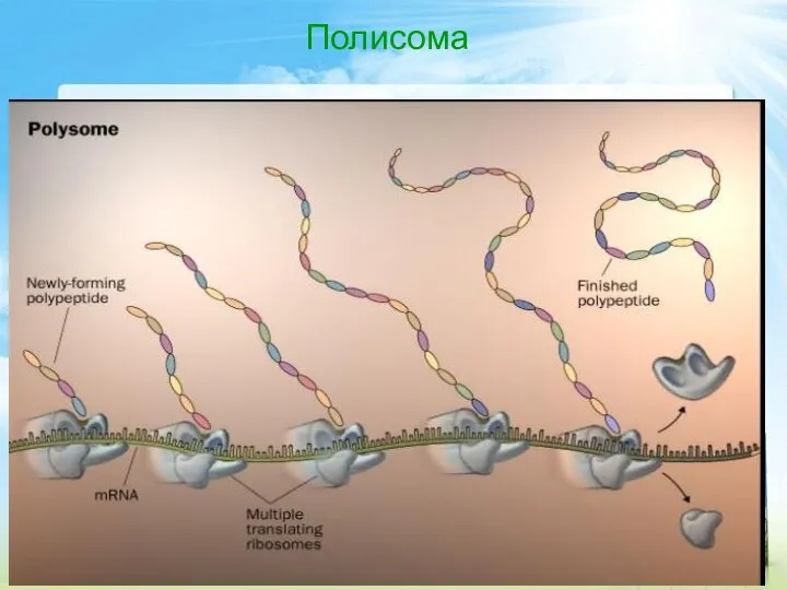 Полисома